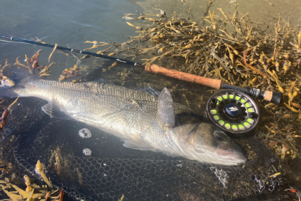 How to fly-fish for sea bass in seaweed?