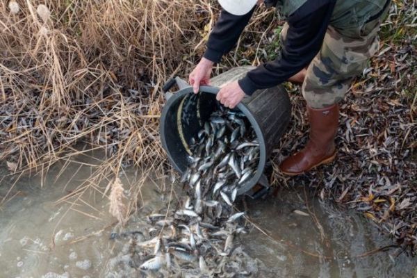 A quoi sert l'argent des cartes de pêche ?