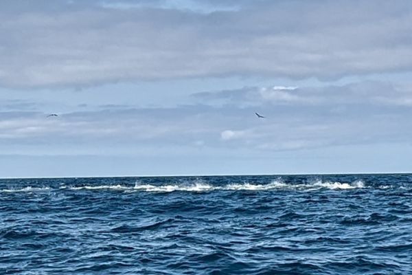 Trouver les chasses de thons est une �tape qui demande de ma�triser certains param�tres.