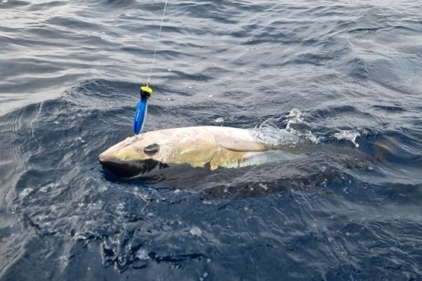 P�cher le thon rouge