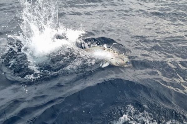 Dfinition de la pche au gros