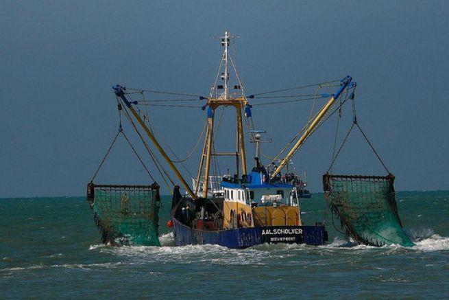 Les sanctions pour le rejet des poissons repousses  2017
