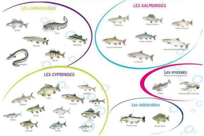 Pêche : les espèces de poissons en rivière