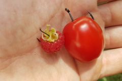 Hameon simple numro 6 pour une mre ou une framboise jusqu'au numro 1/0 pour les tomates cerises
