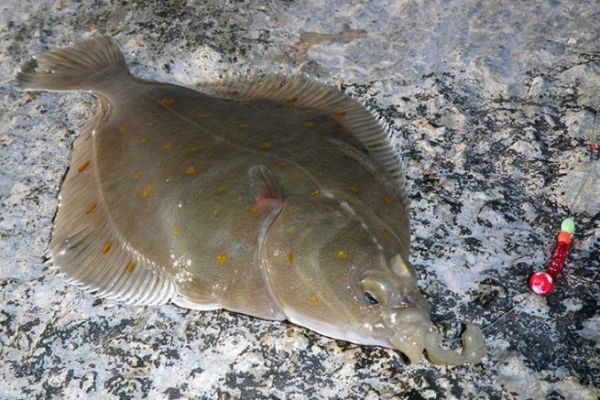 La plie ou carrelet, un joli poisson plat côtier à rechercher