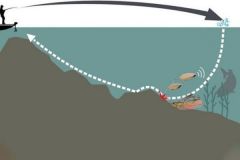 Animation du spinnerbait en slow-rolling