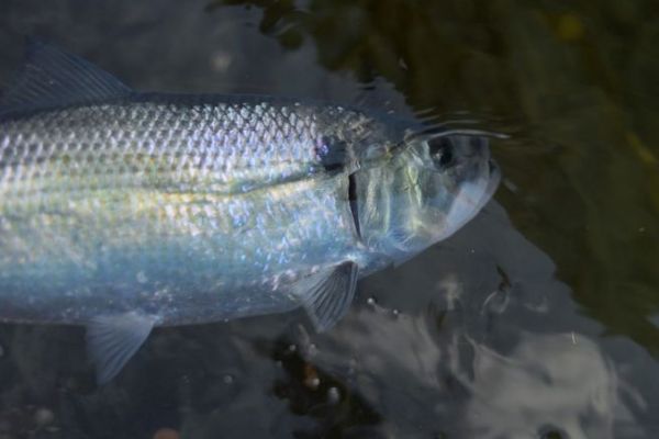 Koike awol pondérée anguilles holographique bleu clair maquereau 6 " 30grm pêche en mer 