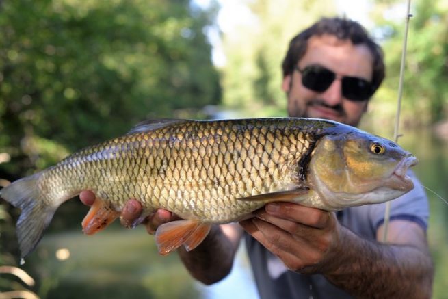 Pchez les poissons blancs aux leurres: gobeurs ou fouilleurs?