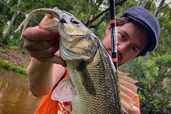 Un finess bien anim� est une arme redoutable pour le loup en estuaire 