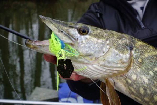 Le bladed jig, un leurre efficace pour la pêche des carnassiers