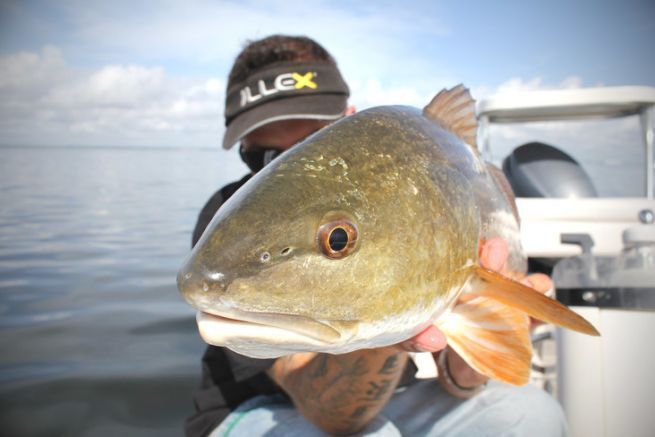 Le Red Fish de Floride, un poisson de pêche sportive qui se fait désirer !