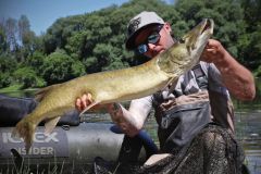 Prise d'un maskinongé lors d'une session en Float-tube, Québec.