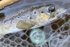 Une mergente couleur olive en mouche centrale pour cette belle truite de ruisseau.