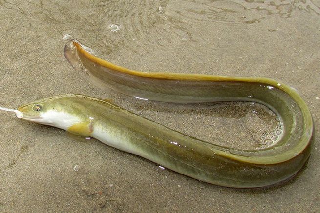 Une anguille mise au sec sur une plage