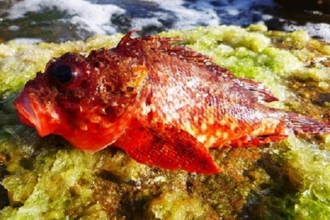 Rascasse rouge prise en rockfishing