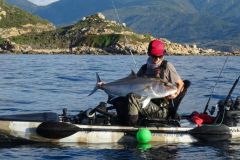 La sriole un poisson emblmatique