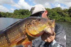 Le peacock bass, un poisson de sport qui rend accro !