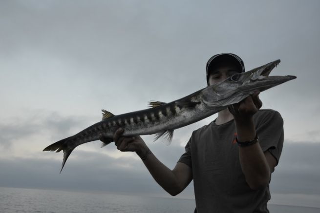 Le barracuda, un poisson trs ludique  pcher depuis le bord