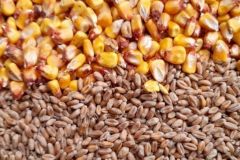 2 ingrdients essentiels