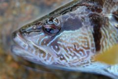 Le serran est un superbe poisson de roche!