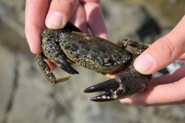 Crabe verruqueux, un appt pris par les daurades et les sars