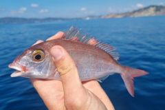 Spécial Pêche en Mer : Fritures et poissons sauve bredouille - Le