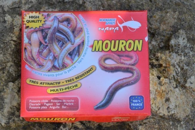 Le mouron, un ver rsistant pour pcher de nombreuses espces de poissons