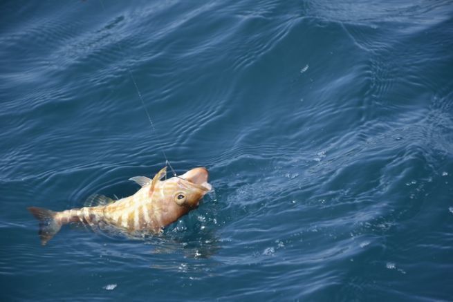 Mieux pratiquer la pche des poissons de roche en Mditerrane du bord