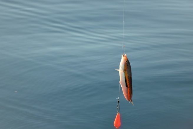 La pche des poissons de roche en Mditerrane avec une embarcation