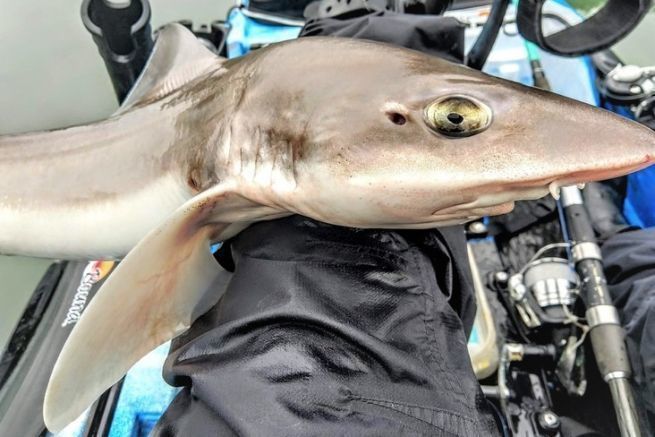 Pche des missoles en rade de Brest, rencontre avec ces requins aux yeux jaunes