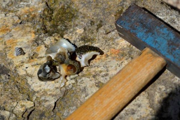 Les diffrentes faons d'escher les coquillages pour pcher en mer