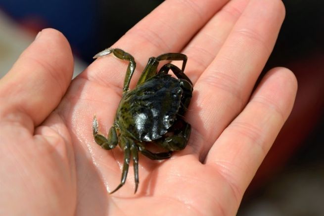 Le crabe vert, un appt de choix aux nombreuses qualits pour pcher en mer