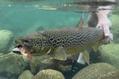 La pêche le long du Loir, une rivière pleine de diversité et riche en  poissons