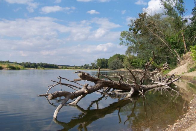 La Loire, un fleuve unique  dcouvrir pour sa diversit et sa qualit de pche