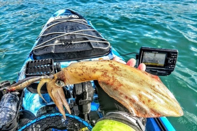 La pche des cphalopodes en kayak