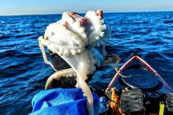 La crevette blanche – Le Pêcheur Professionnel