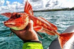 Les diff�rents grondins