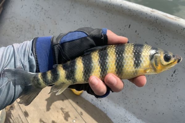 Recherche des petits poissons blancs sur le rio Tomo en Colombie