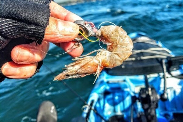 Des solutions pour escher vos hameons et leurres appts en mer