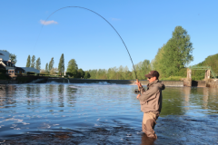 L'alose est un poisson migrateur passionnant et trs combatif !