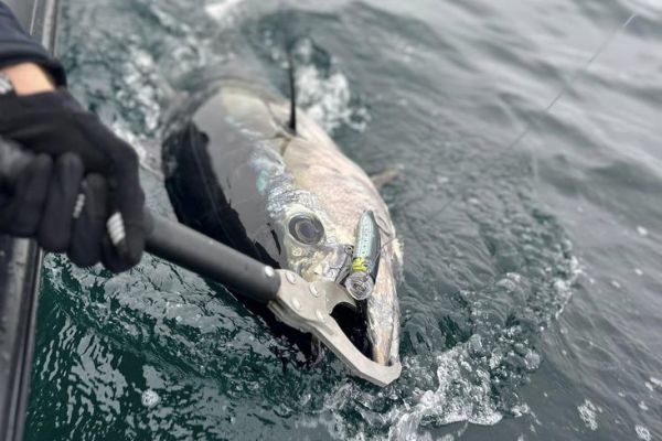 Une sélection de leurres efficaces pour la pêche du thon rouge