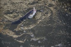 Pche du loup en estuaire