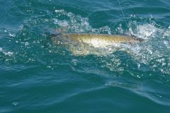 La pche du brochet aux leurres en hiver