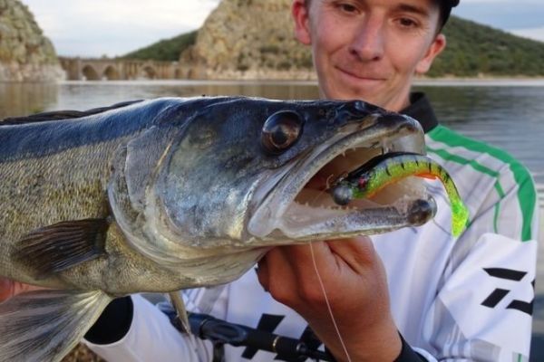 La pêche linéaire des carnassiers au leurre souple – Pêches sportives