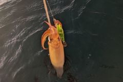 Perles Flottantes Nearcos - Surfcasting-34 - Pêche en Mer