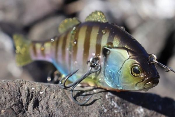 Jackall Chibitarel Deadrise, imite un poisson mort en surface