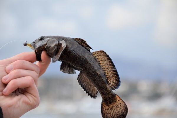 Le rockfishing, une technique de pche ludique et efficace pour tous