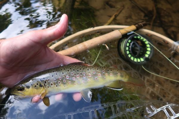 2 boîtes de différentes mouche pêche de la truite plu vrai que nature magnifique - Sport & Plein air