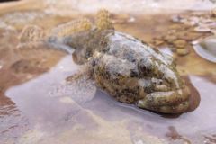 Pcher les gobies en Mditerrane