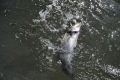 Pêche du loup en été